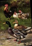CPA Coq Poule Canards