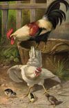 CPA Coq Poule 