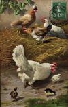 CPA Coq Poule 