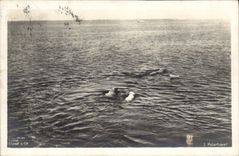 VINTAGE POSTCARD Polar Hamerfes Polar bears