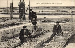 CPA Peche Reserve d'huitres pretes pour l'expedition