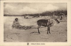 CPA Polaire Attelage de renne Alaska 