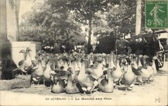 CPA Folklore Auvergne Le marche aux oies