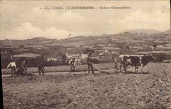 CPA Folklore Auvergne Attelage Scene champetre
