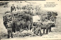 CPA Folklore Auvergne La fenaison 