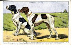 Caza inglesa de los indicadores de los perros del perro de la POSTAL de la VENDIMIA