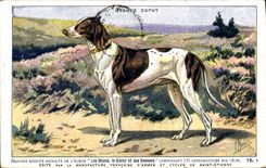 La caza de los perros de Chien de la POSTAL de la VENDIMIA dirige Dupuy