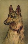 VINTAGE POSTCARD Dog Dogs German Shepherd