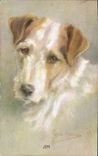 CPA Chien Chiens Jim