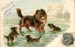 CPA Chien Chiens 