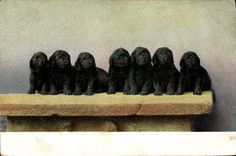 CPA Chien Chiens 