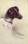 CPA Chien Chiens Fox Terrier