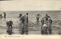 Vintage Postcard Fishes sinned It with shrimps