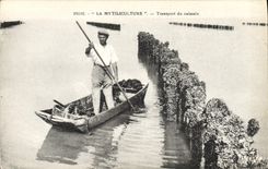 CPA Peche La Mytiliculture Transport du naissain