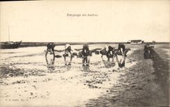 Postal Pesca Estacionamiento de las ostras