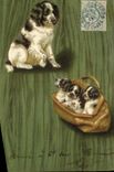 CPA Chien Chiens Chiot 