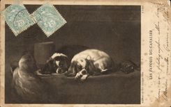 CPA Chien Chiens Chiot Les favoris du cavalier