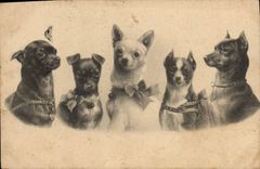 CPA Chien Chiens Chiot 