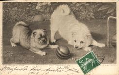 CPA Chien Chiens Chiot 