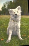 CPA Chien Chiens Chiot 