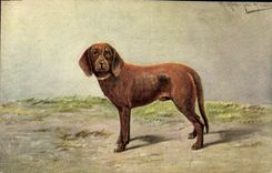 CPA Chien Chiens Chiot 