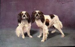 CPA Chien Chiens Chiot 