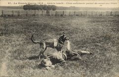 Vintage Postcard Militaria After the battle Chein amulancier carrying of the helps with wound