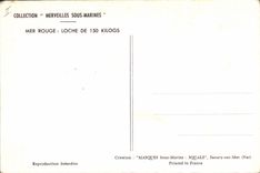 Postal Pesca Mar Rojo Babosa de 150 kilogs