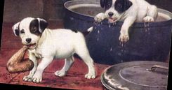 CPA Chien Chiens Chiot 