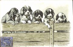 CPA Chien Chiens Chiot 