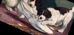 CPA Chien Chiens Chiot 
