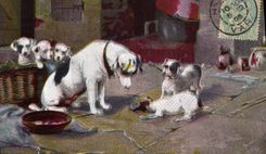 CPA Chien Chiens Chiot 