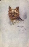 CPA Chien Chiens Chiot Yorkshire Terrier 