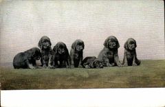 CPA Chien Chiens Chiot 
