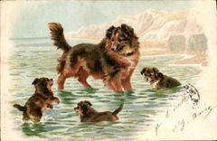 CPA Chien Chiens Chiot 
