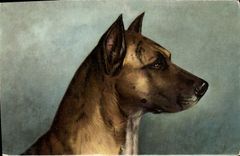 CPA Chien Chiens Chiot 