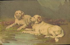 CPA Chien Chiens Chiot 