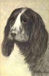 Vintage Postcard Dog Dogs Pup Cocker spaniel Spaniel