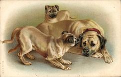 CPA Chien Chiens Chiot 