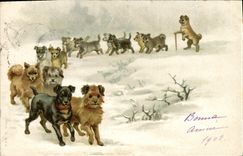 CPA Chien Chiens Chiot 