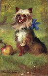 CPA Chien Chiens Chiot Yorkshire Terrier