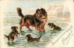 CPA Chien Chiens Chiot 