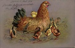 CPA Coq Poule Poussins