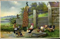 CPA Coq Poules Faisan