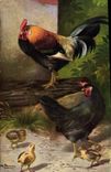 CPA Coq Poule 