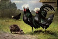 CPA Coq Poule Herisson 