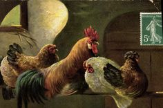 CPA Coq Poule 