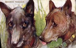 Vintage Postcard Dog Dogs Pup The Aberdeen burrow