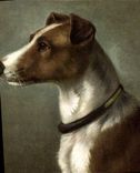CPA Chien Chiens Chiot 