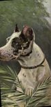 CPA Chien Chiens Chiot 